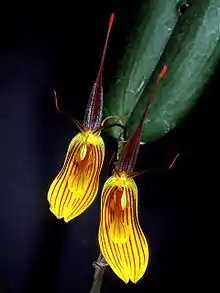 Restrepia falkenbergii