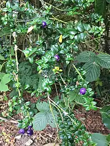 Mid-shot of fruiting specimen of R. spinosus in Chilean planting at Logan Botanic Garden.