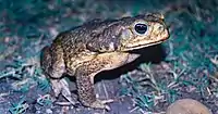 Cane Toad (Rhinella horribilis), Municipality of Soto La Marina, Tamaulipas, Mexico (17 May 2002).