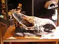 The skull of a pre-historic rhinoceros that lived in Serbia