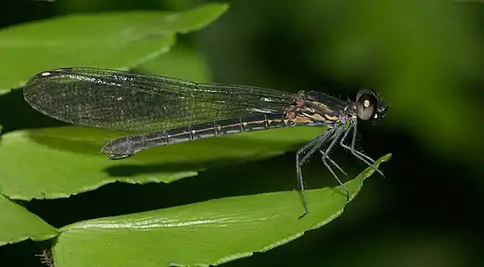 Heliocypha bisignata female