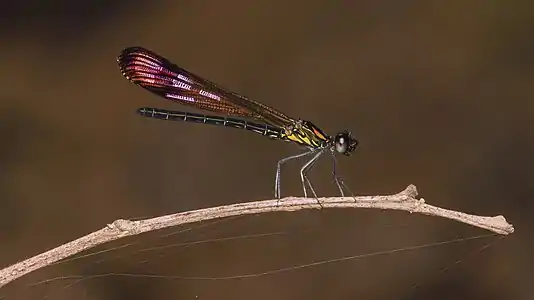 Heliocypha bisignata male