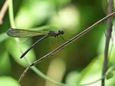 Heliocypha bisignata teneral male