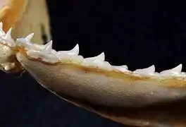 Lower teeth