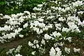 Rhododendron hyperythrum as bush at Rhododendron Botanical garden