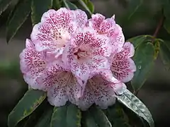 Heavily spotted pink form