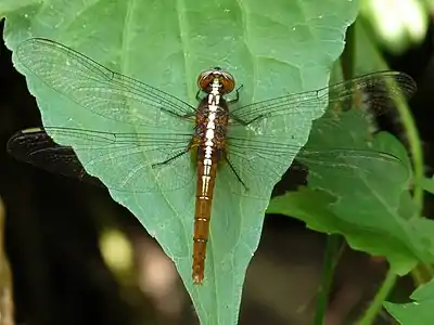 Rhodothemis rufa female