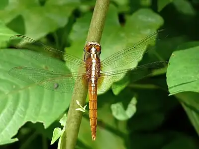 Rhodothemis rufa juvenile male