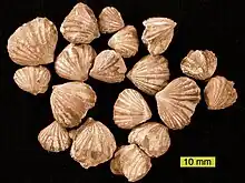 Rhynchotrema dentatum, a rhynchonellid brachiopod from the Cincinnatian (Upper Ordovician) of southeastern Indiana