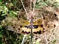 Rhyothemis variegata  at Kottayam, Kerala