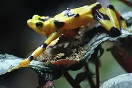 Yellow and black frog