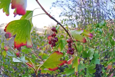 Berries of R. aureum var. aureum