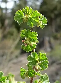 April growth in the Spring Mountains, southern Nevada