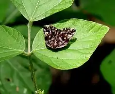 Ricania speculum, India