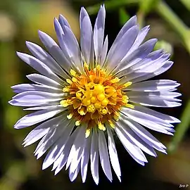 Flower head showing ray and disk florets