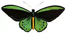 image of a butterfly