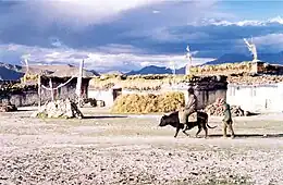 Riding a dzo. Tingri, Tibet. 1993.