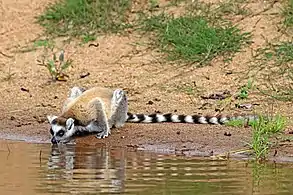 Ring-tailed lemur