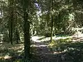 Vegetation inside the wood