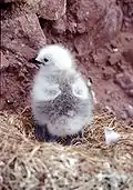 Red-legged kittiwake chick