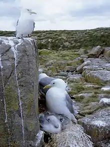 Kittiwakes at nest