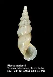 A museum specimen of the shell of Rissoa aartseni