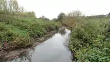 River Beam in Beam Valley Country Park