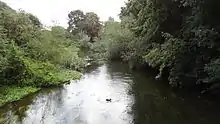 The River Colne in Denham Country Park