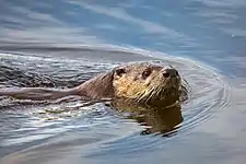 River otter (Lontra canadensis)