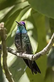 male, showing purple head and chest feathers