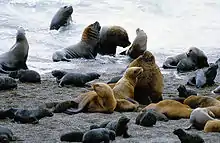 A group of South American sea lions on the beach