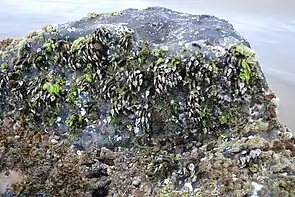 Image of genus Pollicipes on rock of intertidal zone