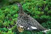 Rock Ptarmigan (mother and child) and Siberian Dwarf Pine in Mount Akaishi