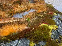 Rock, moss, lichen etc.