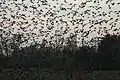 Flock of starlings in flight