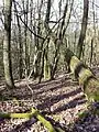 Forest with a high proportion of coarse woody debris