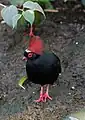 Male at Toronto Zoo, Canada