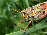 Close-up of R. microptera from the Everglades