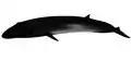 Image 23Bryde's whale (rorqual) (from Baleen whale)