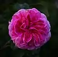 'Gertrude Jekyll'