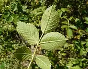 Underside of leaflets