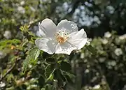 Close-up of flower