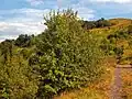 Shrub of Pyrus pyraster