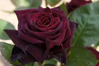 'Black Baccara', (2000)