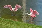 Two bright pink-and-white birds dance in shallow water next to grass