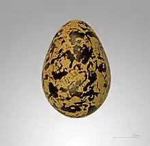 Egg of  Rostratula benghalensis