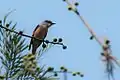 Rosy minivet male, Maredumilli forest, Andhra Pradesh, India