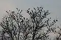 Gathering in the evening before roosting in  Vadodara, Gujarat, India