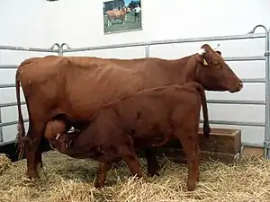  Cow with calf