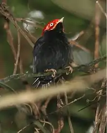 Round-tailed manakin